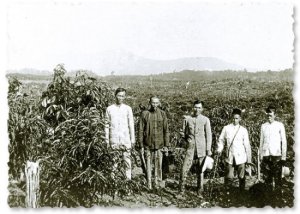 Imigran dari Tiongkok di perkebunan Malaya